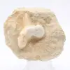 Otodus-haaientand - 0