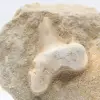 Otodus-haaientand - 1