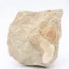 Otodus-haaientand - 0