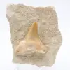 Fossiele otodus Marokko - 0