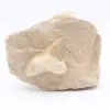 Fossiele haaientand op matrix - 0