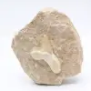 Otodus-haaientand - 0
