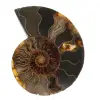 Ammoniet uit Madagaskar - 0