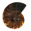 Gepolijst ammonietfossiel - 0