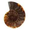 Gepolijste gefossiliseerde ammoniet - 0