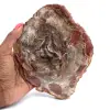 Versteend hout uit Madagaskar - 0