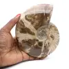 Hele ammoniet uit Madagaskar - 0