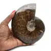 Gepolijste hele gefossiliseerde ammoniet - 0