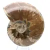 Hele gefossiliseerde ammoniet - 1