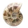 Hele gefossiliseerde ammoniet - 2