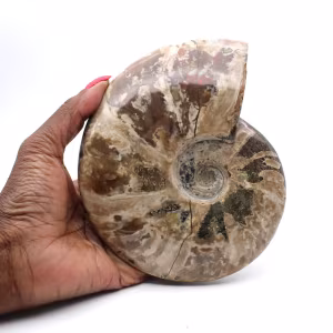 Hele gefossiliseerde ammoniet