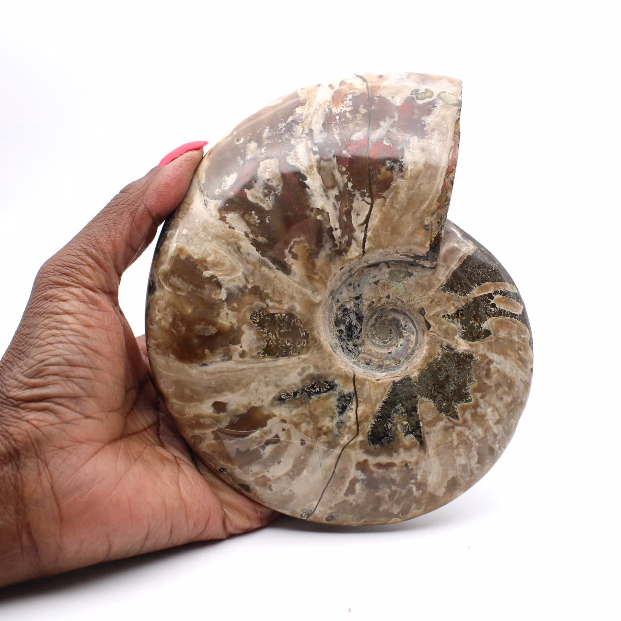 Hele gefossiliseerde ammoniet