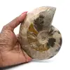 Hele fossiele ammoniet uit Madagaskar - 0