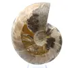 Hele fossiele ammoniet uit Madagaskar - 1