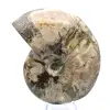 Hele fossiele ammoniet uit Madagaskar - 2