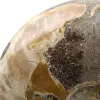 Hele fossiele ammoniet uit Madagaskar - 4