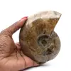 Hele gepolijste fossiele ammoniet uit Madagaskar - 0