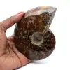 Natuurlijk gepolijste ammoniet uit Madagaskar - 0