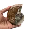 Natuurlijk gepolijst ammonietfossiel - 0