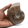 Ammoniet uit Madagaskar - 0