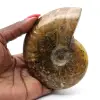 Gepolijste ammoniet - 0