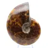 Gepolijste ammoniet uit Madagaskar - 1