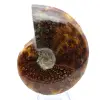 Gepolijste ammoniet uit Madagaskar - 2
