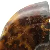 Gepolijste ammoniet uit Madagaskar - 4