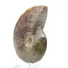 Natuurlijke geheel gepolijste ammoniet uit Madagaskar - 3