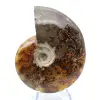 Hele ammoniet uit Madagaskar - 1