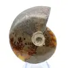Hele ammoniet uit Madagaskar - 2
