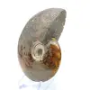 Hele ammoniet uit Madagaskar - 3
