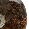 Hele ammoniet uit Madagaskar - 4