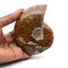 Gepolijste hele gezaagde ammoniet - 0