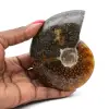Gepolijste hele gefossiliseerde ammoniet - 0