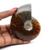 Hele fossiele ammoniet uit Madagaskar - 0