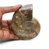 Gepolijst geheel ammonietfossiel - 0
