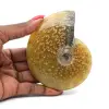 Hele gepolijste fossiele ammoniet uit Madagaskar - 0