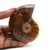 Natuurlijk gepolijste ammoniet uit Madagaskar - 0