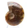 Natuurlijk gepolijste ammoniet uit Madagaskar - 1