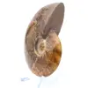 Natuurlijk gepolijste ammoniet uit Madagaskar - 3