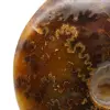 Natuurlijk gepolijste ammoniet uit Madagaskar - 4