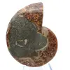 Natuurlijk gepolijst ammonietfossiel - 2