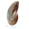 Natuurlijk gepolijst ammonietfossiel - 3