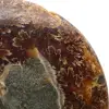 Natuurlijk gepolijst ammonietfossiel - 4
