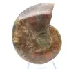 Ammoniet per stuk - 1