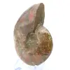 Ammoniet per stuk - 3