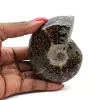 Gepolijste ammoniet uit Madagaskar - 0