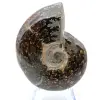Gepolijste ammoniet uit Madagaskar - 2