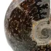 Gepolijste ammoniet uit Madagaskar - 4